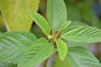 モロヘイヤの種や茎に毒性 食中毒の症状や安全な食べ方を紹介 ぴこれぽーと